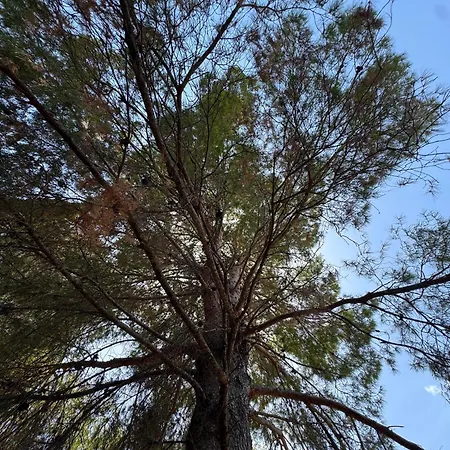 호텔 The Pines